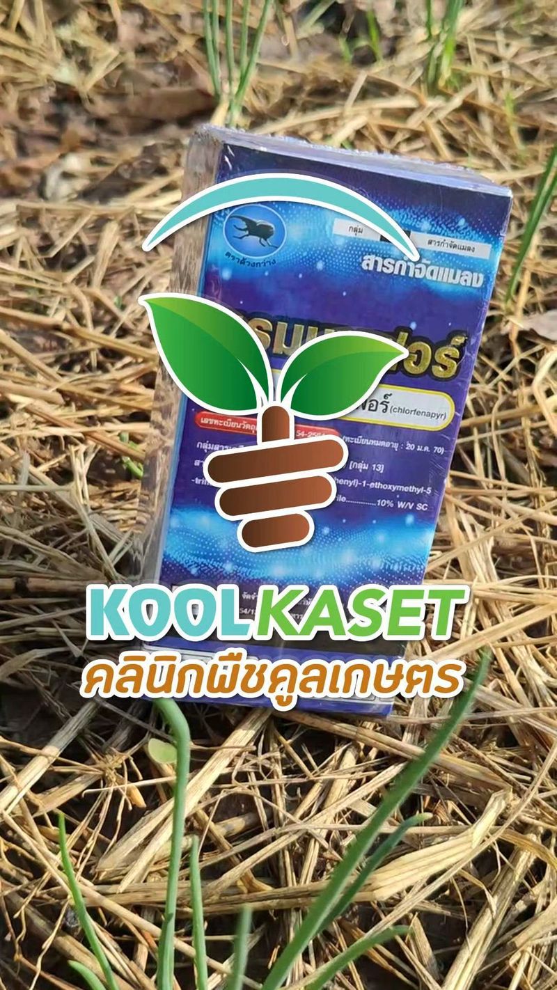 [คลินิกพืชคูลเกษตร Koolkaset Agri-clinic] แรมนาเฟอร์ . ติดต่อได้ที่ ...