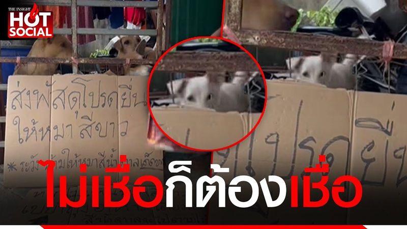 ไวรัล 2.5 ล้านวิว ป้ายโปรดส่งพัสดุให้หมาสีขาว เพียงแค่เขย่าถุงอาหาร หมาน้ำตาลจะไปตาม