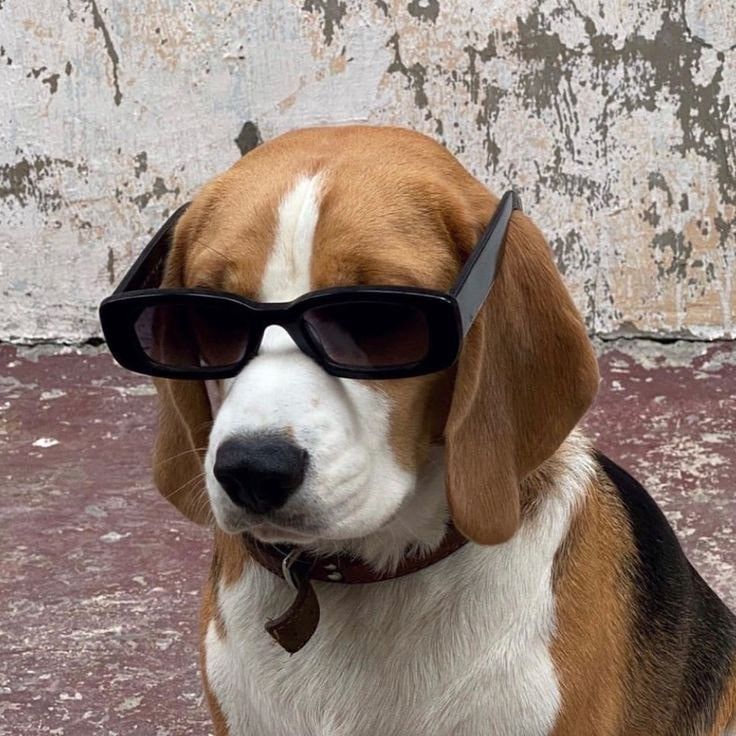 [สัตว์โลกน่ารักคับ] สุนัขพันธุ์บีเกิ้ล Beagle เมื่อพูดถึงสุนัขพันธุ์บี ...