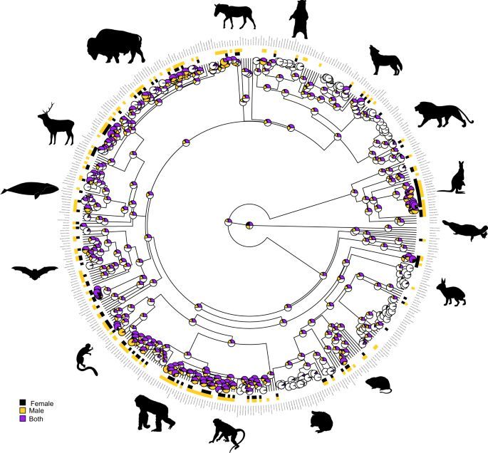 The evolution of same-sex sexual behaviour in mammals - Nature Communications