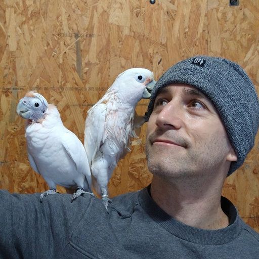 Antonio OSUNA-MASCARÓ | Postdoc | PhD | University of Veterinary ...