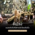 สำนักบริหารพื้นที่อนุรักษ์ที่ 4 สุราษฎร์ธานี