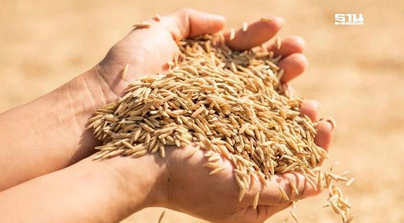 “ราคาข้าวร่วง” ระเบิดเวลาลูกใหม่ รัฐบาล “แพทองธาร”