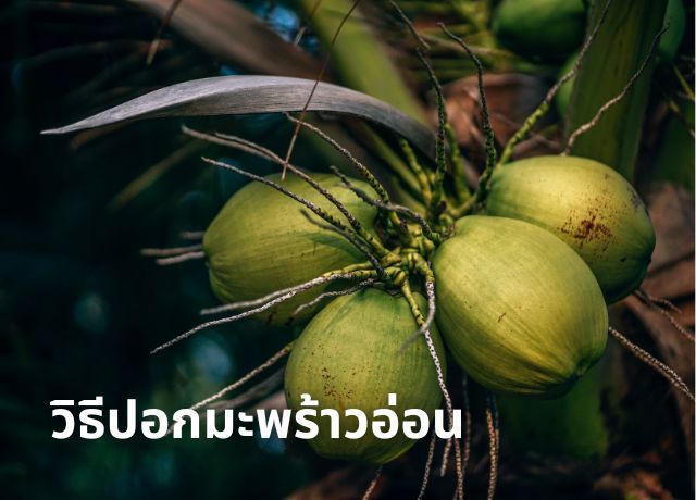วิธีปอกมะพร้าวอ่อน ง่ายนิดเดียว! ได้กินทั้งน้ำทั้งเนื้อ