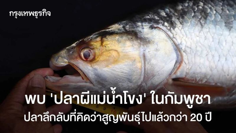 พบ ‘ปลาผีแม่น้ำโขง’ ในกัมพูชา ปลาลึกลับที่คิดว่าสูญพันธุ์ไปแล้วกว่า 20 ปี