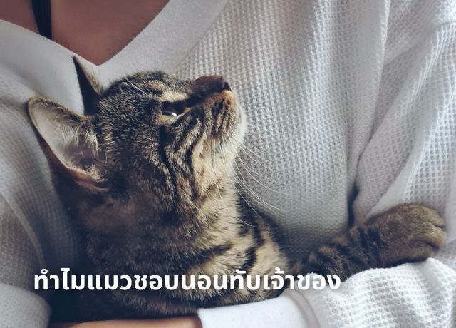 ทำไมแมวถึงชอบนอนทับเจ้าของ: ปริศนาที่ทาสแมวทุกคนต้องเคยสงสัย