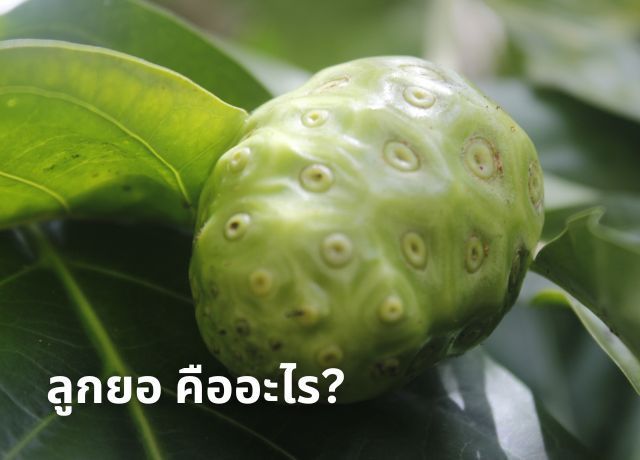ลูกยอ: ผลไม้มหัศจรรย์ สรรพคุณมากมาย