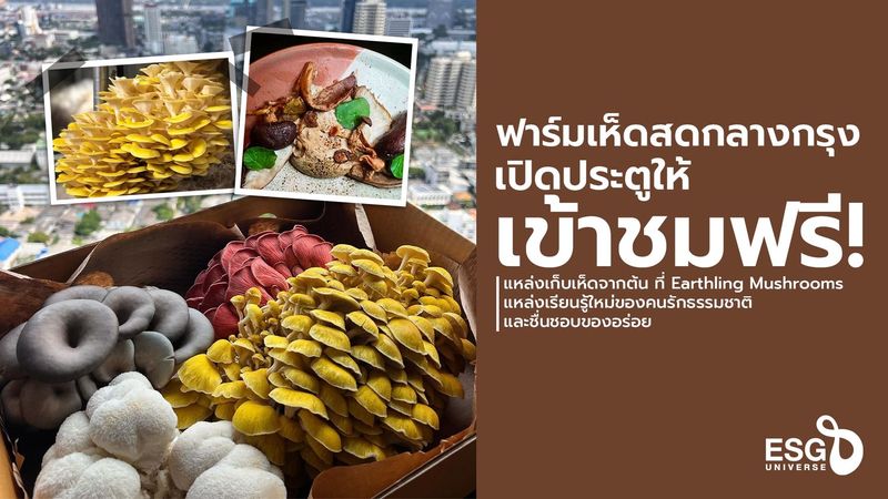 อเล็กซ์และแซม เทิร์นเนอร์ ผู้ก่อตั้ง Earthling Mushrooms ฟาร์มเห็ดกลางกรุง เปิดทัวร์เก็บเห็ดสดจากต้นฟรีในกรุงเทพฯ - ESG Universe