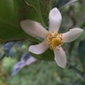 ปราจีนบุรี (ประจันตคาม)