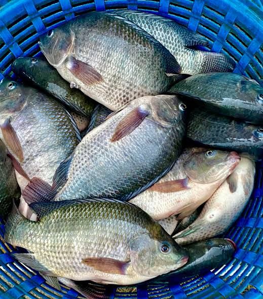 [Nông nghiệp kinh tế tự cung tự cấp: Một lối sống mới] Nuôi cá rô phi: Nuôi cá rô phi là một hoạt động phổ biến ở Thái Lan vì cá rô phi khỏe mạnh, lớn nhanh và có thể bán cả ở thị trường tươi sống và chế biến. Dưới đây là một số hướng dẫn về nuôi cá rô phi: