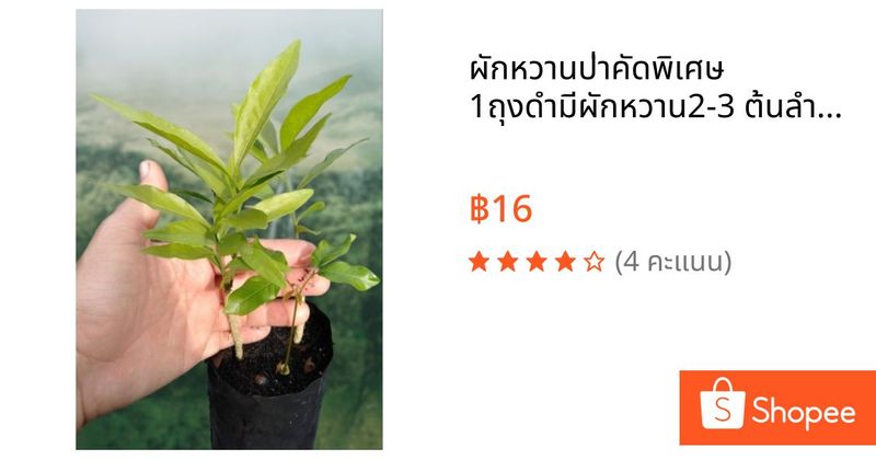 ผักหวานป่าคัดพิเศษ 1ถุงดำมีผักหวาน2-3 ต้นลำต้นแข็งแรง | Shopee Thailand