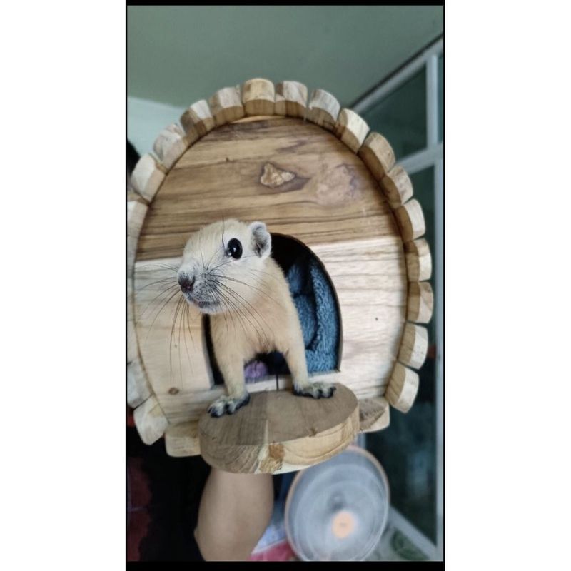 บ้านนกไม้ กรงนกไม้ รังนกไม้สัก กรงนก บ้านซูการ์ ที่นอนนก กรงกระรอก บ้านสัตว์เล็ก บ้านกระรอก งานไม้ดิบไม่ทำสี | Shopee Thailand