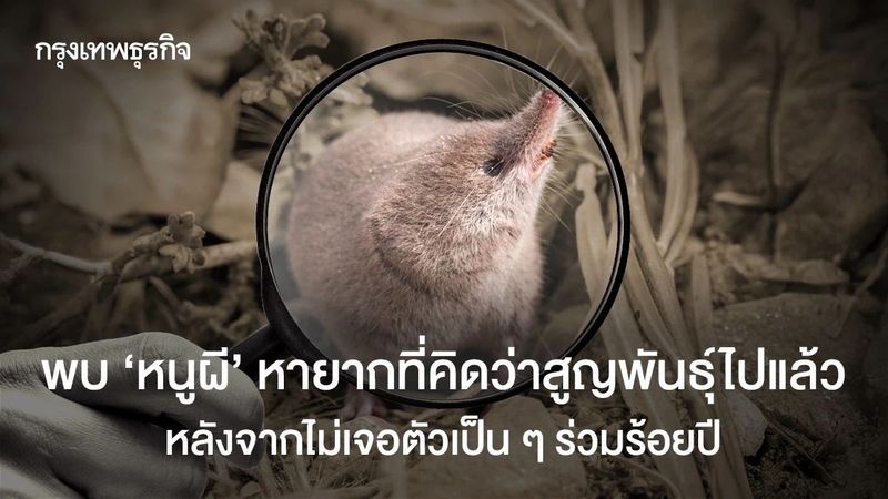 พบ ‘หนูผี’ หายากที่คิดว่าสูญพันธุ์ไปแล้ว หลังจากไม่เจอตัวเป็น ๆ ร่วมร้อยปี