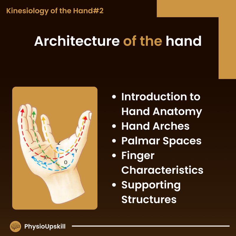 [Physioupskill] ## Episode108: Kinesiology of the Hand#2 Architecture ...