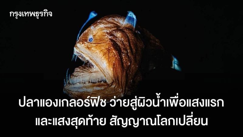 ปลาแองเกลอร์ฟิช ว่ายสู่ผิวน้ำเพื่อแสงแรก และแสงสุดท้าย สัญญาณโลกเปลี่ยน
