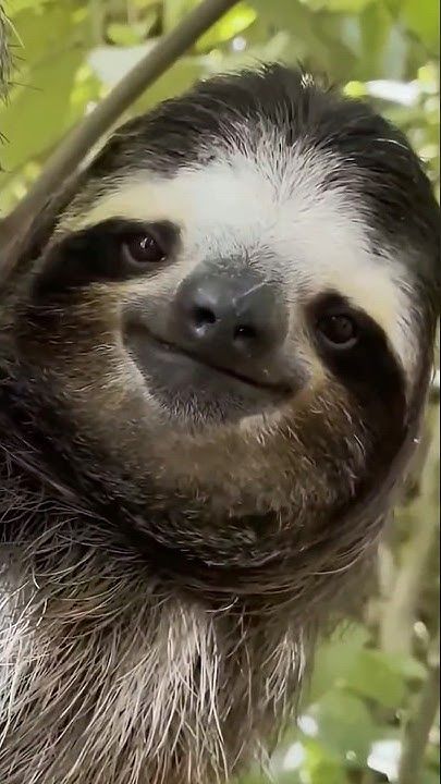 สาเหตุที่ทำให้ตัวสลอธเคลื่อนที่ช้า #ตัวสลอธ #สลอธ #sloth 🦝🦝🦝
