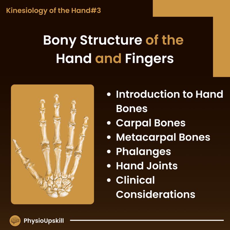 [Physioupskill] ## Episode109: Kinesiology of the Hand#3 Bony Structure ...