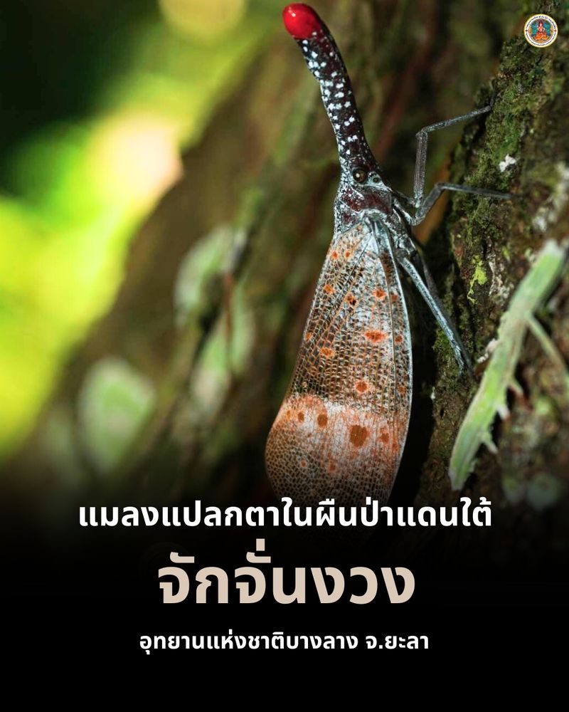 [กรมอุทยานแห่งชาติ สัตว์ป่า และพันธุ์พืช] 