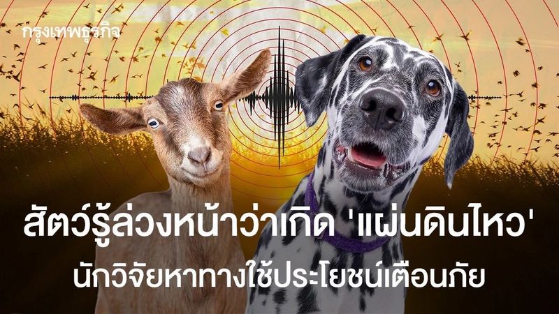 สัตว์รู้ล่วงหน้าว่าเกิด ‘แผ่นดินไหว’ นักวิจัยหาทางใช้เตือนภัย