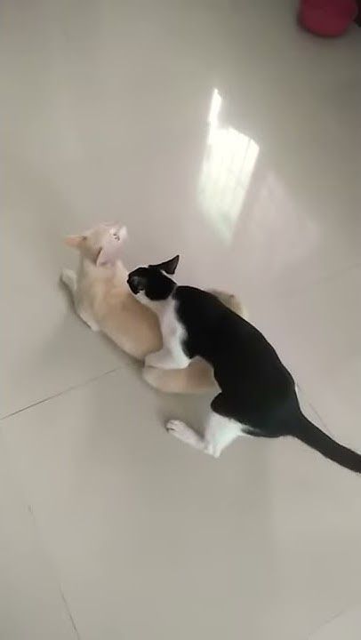 แมวตัวผู้รักกันเอง
