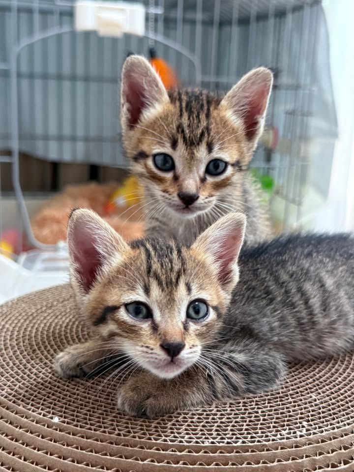 Jubby & Jebby แมวแฝดแสบซ่า