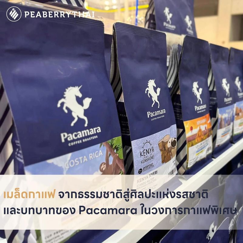 เมล็ดกาแฟ จากธรรมชาติสู่ศิลปะแห่งรสชาติ และบทบาทของ Pacamara ในวงการกาแฟพิเศษ | Peaberry Thai