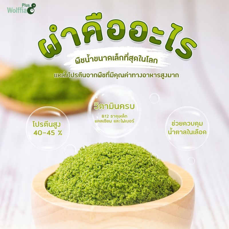 ผำคืออะไร? มารู้จักผำให้มากขึ้นเถอะ