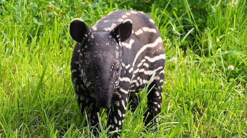 World Tapir Day 2025: What Is The Significance Of Observing This Day? Know More About Date And Origin
