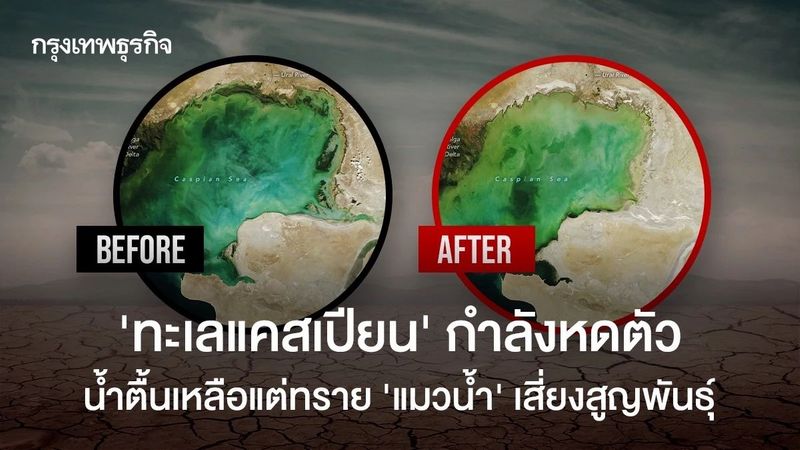 ‘ทะเลแคสเปียน’ กำลังหดตัว น้ำตื้นเหลือแต่ทราย ‘แมวน้ำ’ เสี่ยงสูญพันธุ์