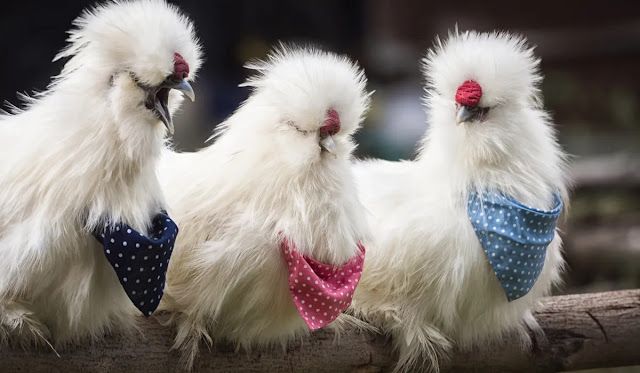 ไก่ซิลกี้: สัตว์เลี้ยงขนปุยสุดน่ารัก ที่ไม่ได้มีดีแค่ความสวยงาม