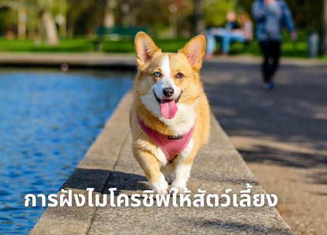 การฝังไมโครชิพให้สัตว์เลี้ยง: ความปลอดภัยและประโยชน์ที่เจ้าของควรรู้