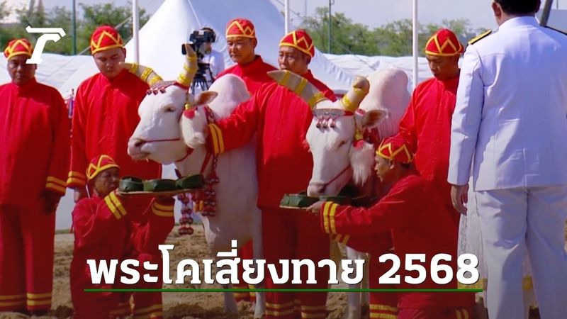 วันพืชมงคล 2568 เปิดคำทำนายจาก ”พระโคเสี่ยงทาย” หลังกินน้ำ หญ้า เหล้า
