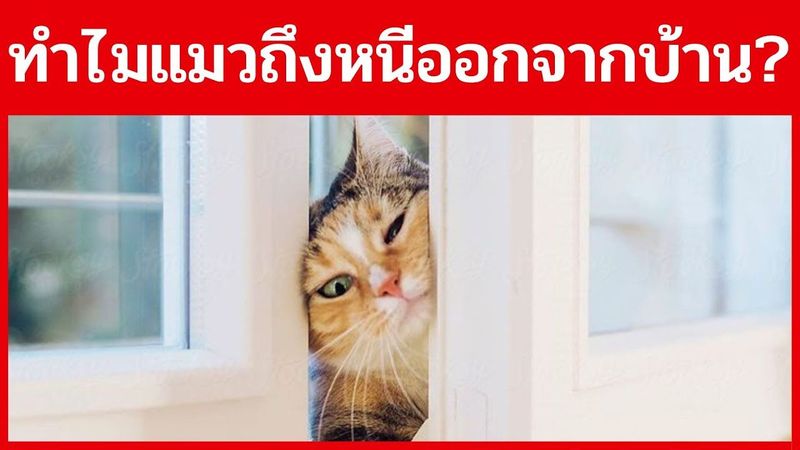 ทำไมแมวหนีออกไปและไม่กลับมา ?