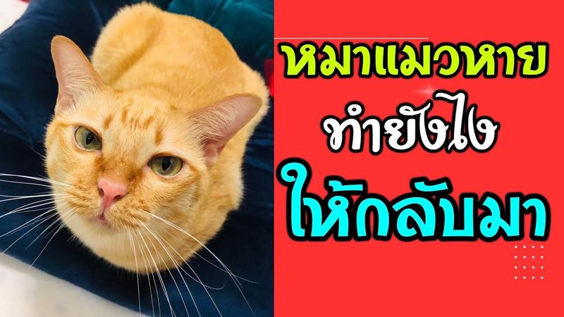 หมาแมว สัตว์เลี้ยงหาย! ทำยังไงให้กลับมา🎉