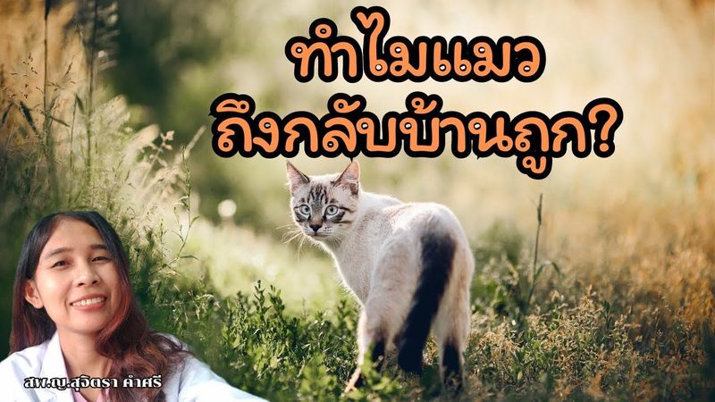แมวหาย จะกลับบ้านถูกได้ยังไง I CAT’s secret