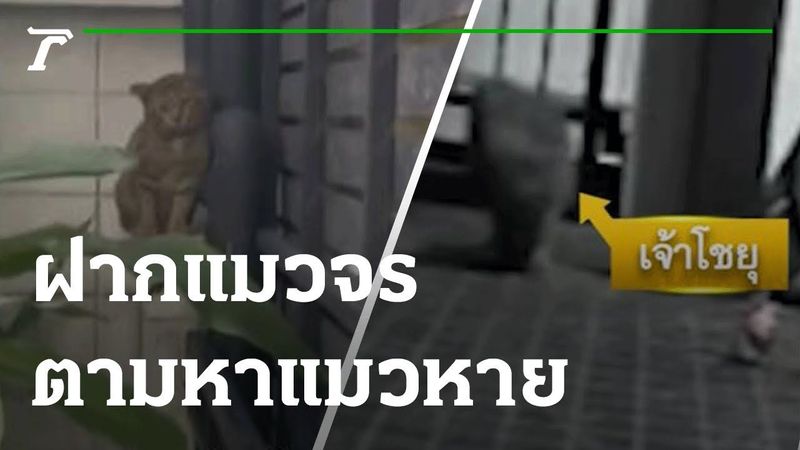 ฝากแมวจร ตามหาแมวหาย ได้ผล! | 22-10-65 | ตะลอนข่าวสุดสัปดาห์