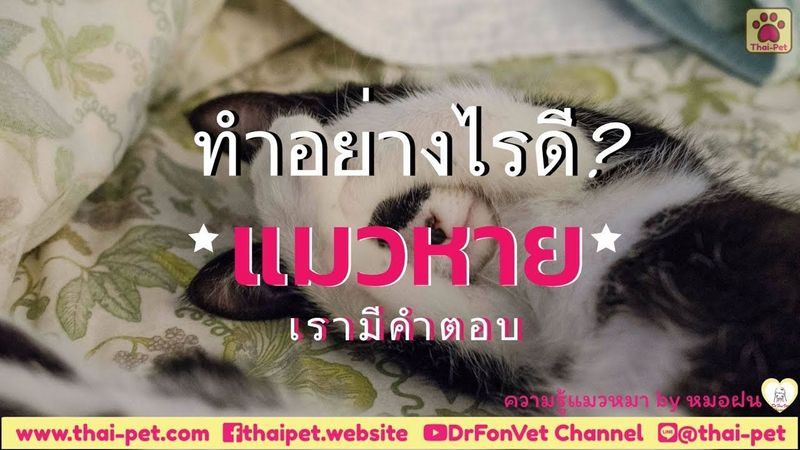 เคล็ดลับหาแมวหาย | EP.6 | thai-pet.com |