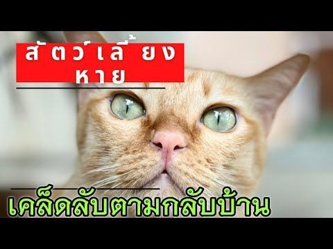 เคล็ดลับให้สัตว์เลี้ยงที่หายจากบ้าน หรือป่วยให้กลับมาอยู่กับเราเหมือนเดิม