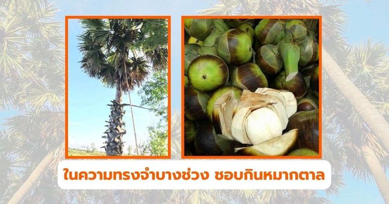 ต้นตาลโตนด มีประโยชน์มาก มีความทรงจำล้น