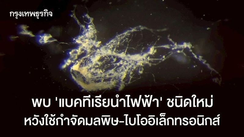 พบ ‘แบคทีเรียนำไฟฟ้า’ ชนิดใหม่ หวังใช้กำจัดมลพิษ-ไบโออิเล็กทรอนิกส์