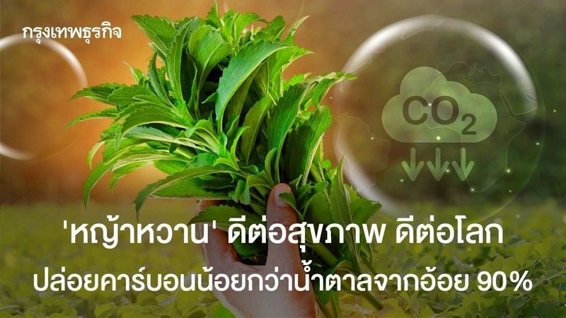 ‘หญ้าหวาน’ ดีต่อสุขภาพ ดีต่อโลก ปล่อยคาร์บอนน้อยกว่าน้ำตาลจากอ้อย 90%