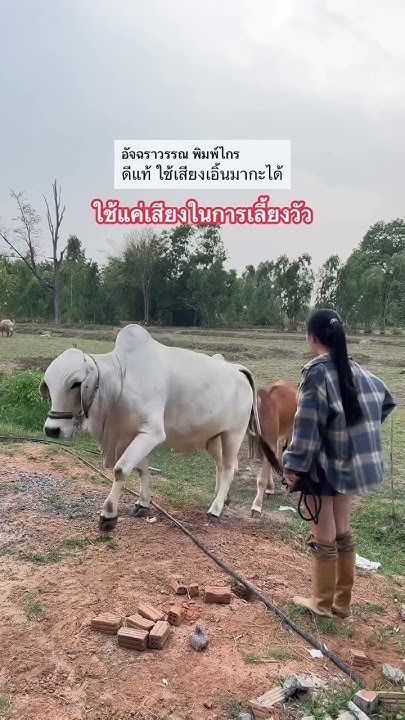 ใช้แค่เสียงเลี้ยงวัว #เลี้ยงวัว #ทุ่งนา #ธรรมชาติ #อีสานบ้านเฮา #อรัญญาฟาร์ม #reelsvideoシ