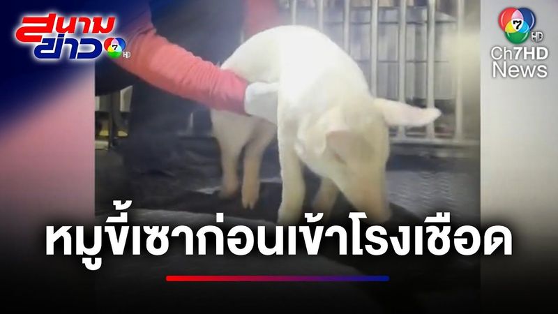 ขอได้ไหม ! หมูขี้เซา ไม่อยากให้เข้าโรงเชือด | สนามข่าว 7 สี