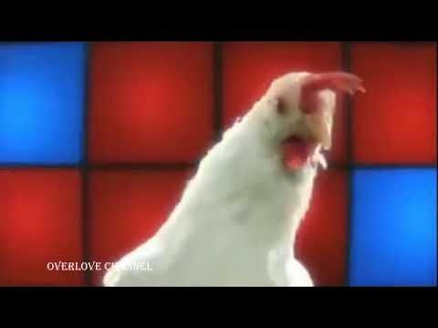 ไก่เต้นปั๊กๆๆๆๆ