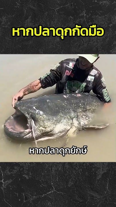 หากปลาดุกยักษ์กัดมือ #สารคดี #เรื่องเล่า