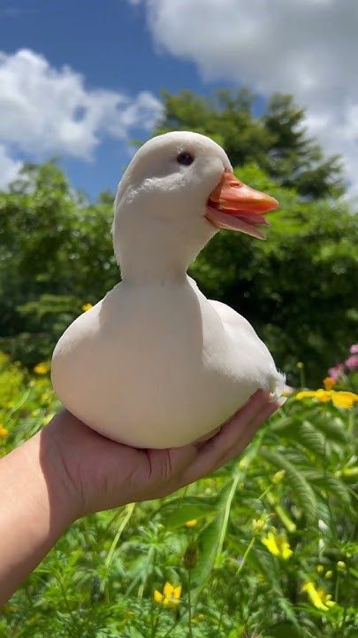 Female Call duck quacking เสียงเป็ดคอลดั๊กตัวเมีย