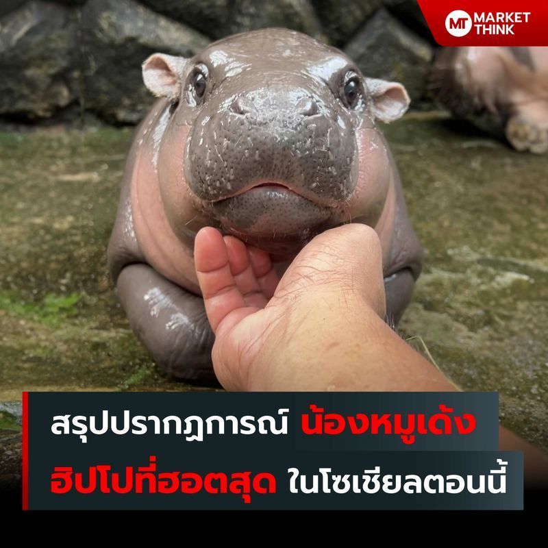 [MarketThink] สรุปปรากฏการณ์ น้องหมูเด้ง ฮิปโปที่ฮอตสุด ในโซเชียลตอนนี้
ถ้าพูดถึงหมูเด้ง หลายคนคงนึกถึง ลูกชิ้นหมูเด้ง ๆ ในก๋วยเตี๋ยว หรือหมูเด้งปรุงรสพร้อมทาน
แต่ตอนนี้หมูเด้งที่ฮอตที่สุดไม่ใช่เมนูอาหาร แต่เป็น “ล