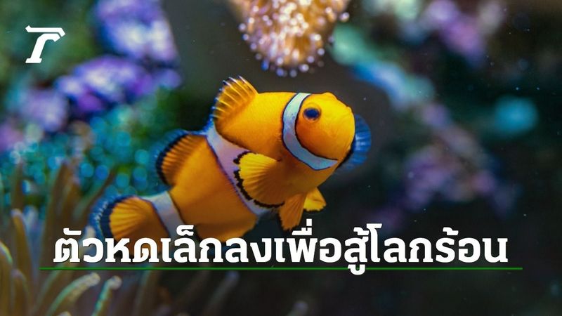 นีโมตัวหด นักวิทย์เตือนปลาการ์ตูนตัวเล็กลงจริง เพราะคลื่นความร้อนใต้ทะเล