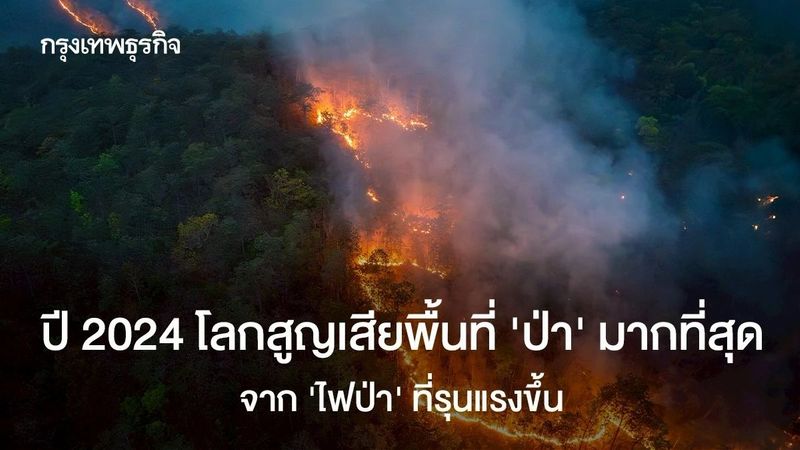 แต่ละนาทีป่าหายเท่าสนามฟุตบอล! ปี 2024 เสียพื้นที่ป่ามากสุดตั้งแต่มีมา