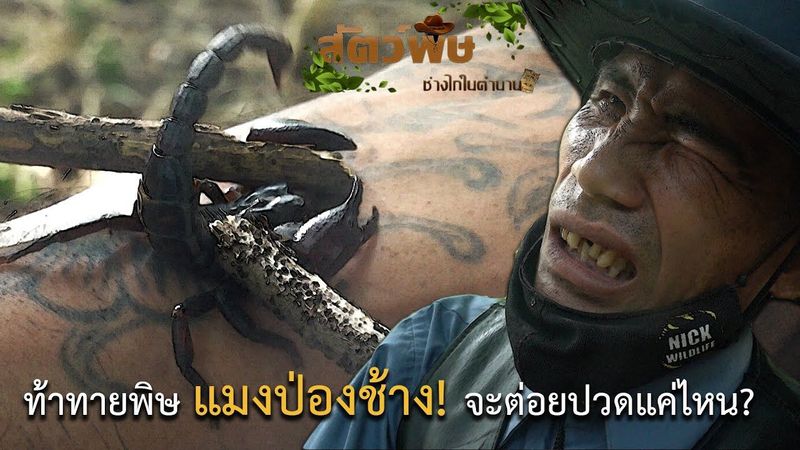 ท้าทายพิษแมงป่องช้าง!! จะต่อยปวดแค่ไหน!? สัตว์พิษ EP.3